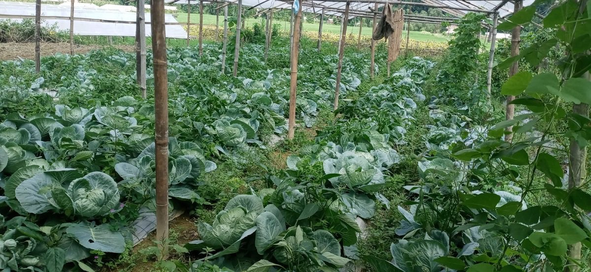 Agriculture Development Bank implements credit financing program for Smallholder farmer